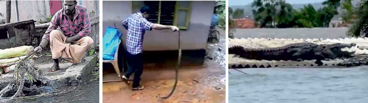 Figure 7: Reptiles found in houses after flood water subsides (images from Kerala and Karnataka)