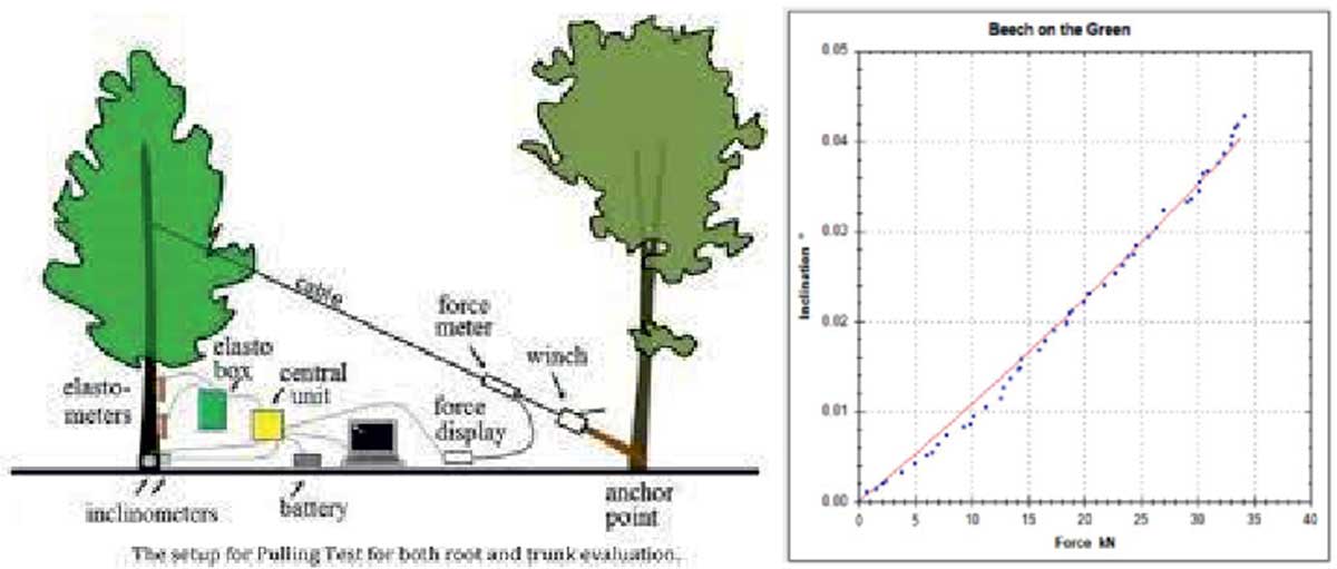 Tree pulling test and a typical Load-Displacement curve