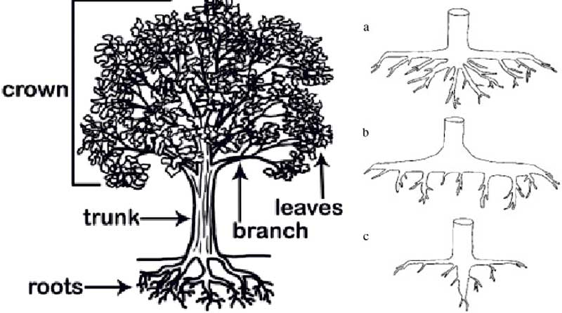 Typical components of a tree and pattern of root-plates