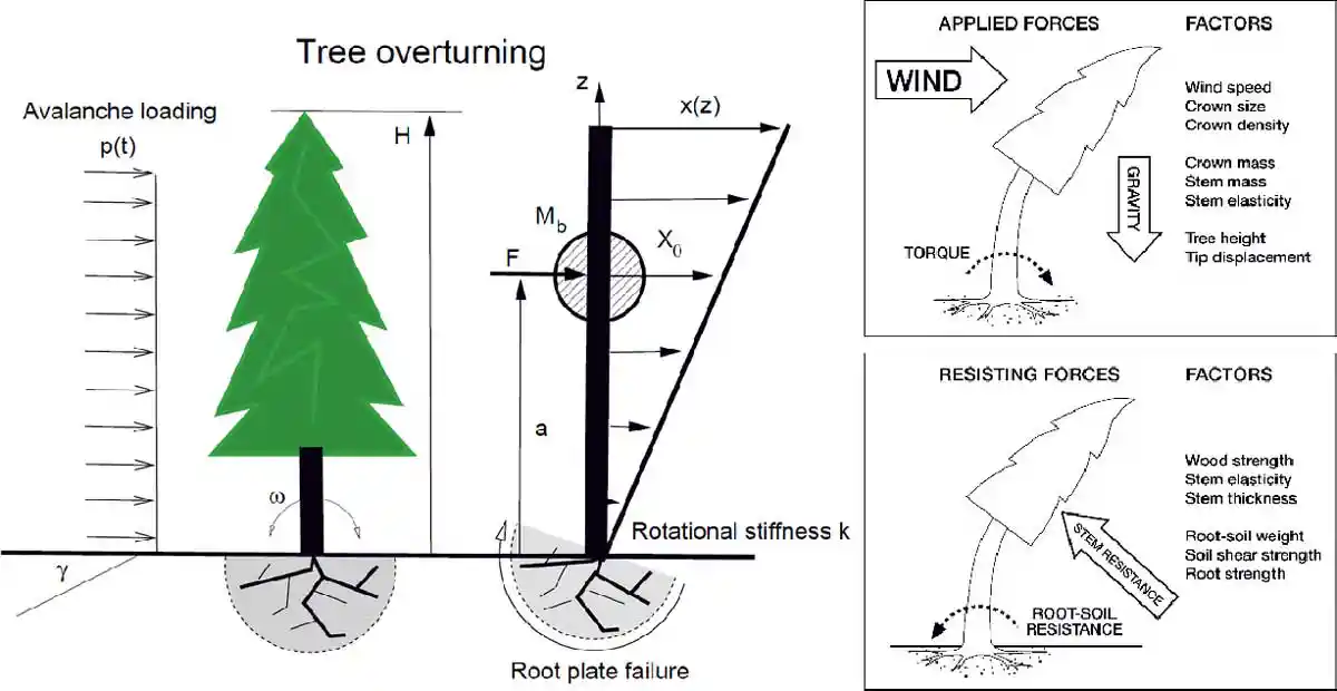 Typical forces acting on a tree