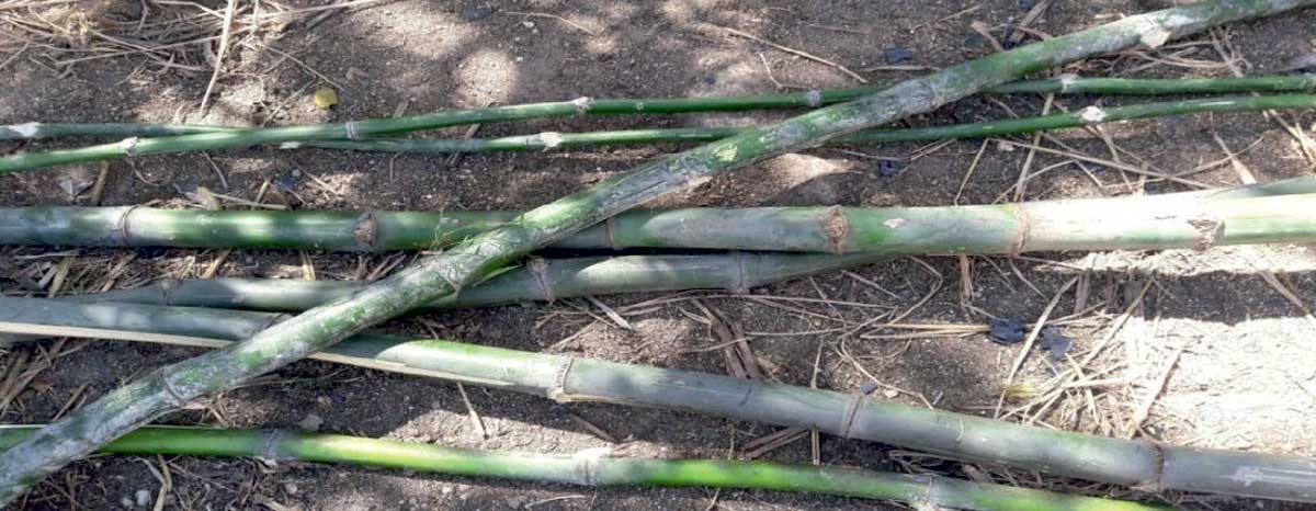 Different ages of raw bamboo