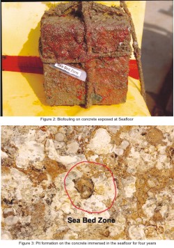 Biofouling on concrete exposed at Seafloor