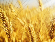 Agricultural Infra