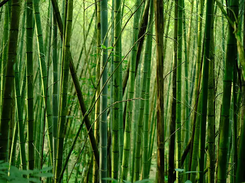replacing steel crash barriers in national highway buildings with bamboo