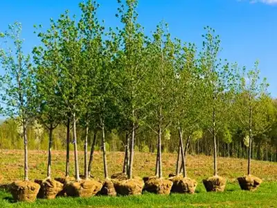Saplings Planted